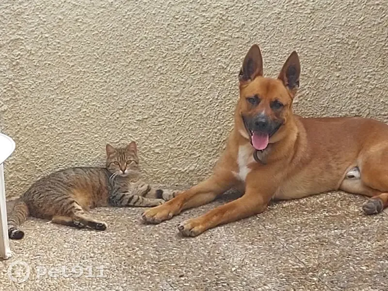 Chatte grise tigrée perdue, Le Barcarès - photo