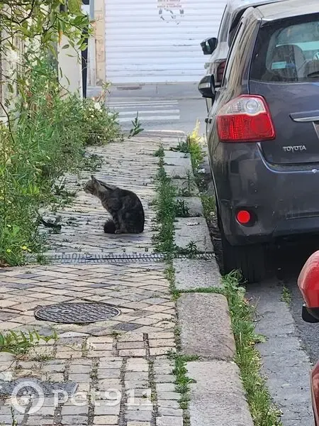 Chat errant marron tigré, Av. Thiers Bordeaux - photo