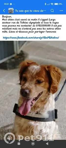 Chien perdu marron/blanc, Rue de Tolbiac - photo