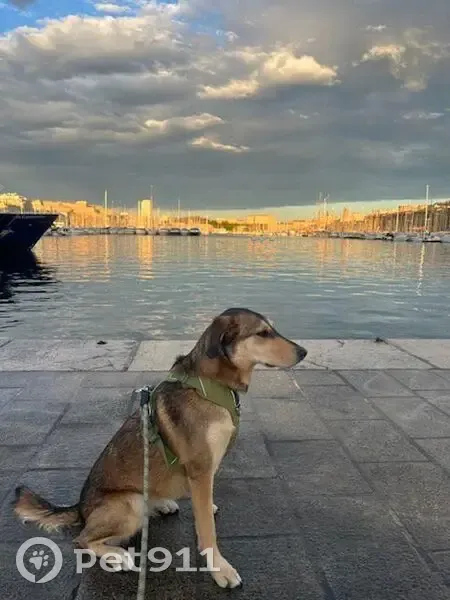 Chienne perdue à Marseille après accident - photo