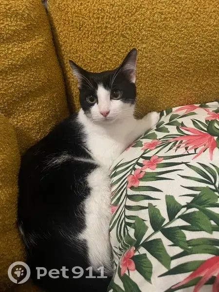 Chat perdue sociable, miaule, Tarare - photo