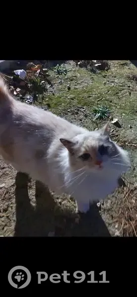 Chat Angora perdu à Montpellier - photo