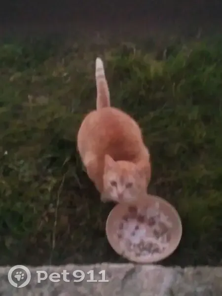 Chat roux trouvé à Charmé, cherche foyer - photo