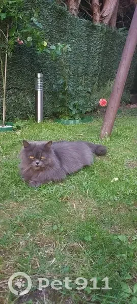 Chat perdu Rue Jules Chatenay, Pierrefitte - photo