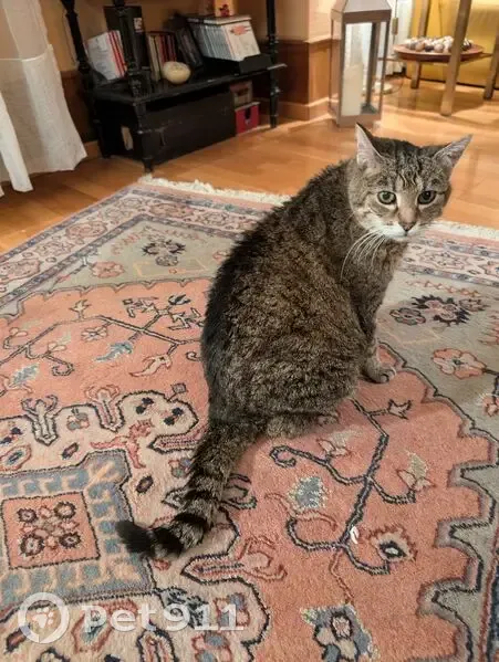 Chatte âgée Kashemere perdue à Strasbourg - photo