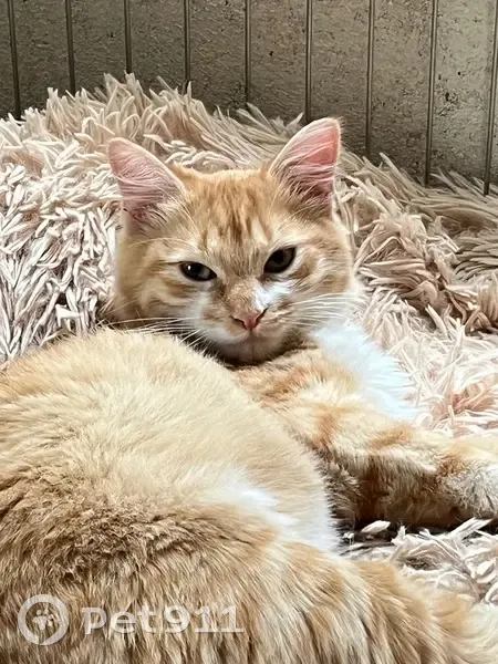 Chatte rousse disparue à Bourroux - photo
