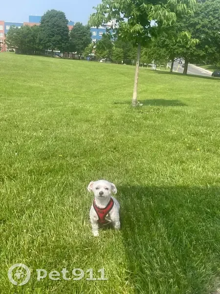Lost Dog: Unique Eye Spot in Toronto - photo