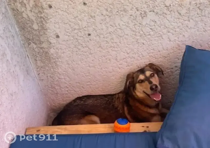 Chienne perdue le 4 juillet à Marseille - photo