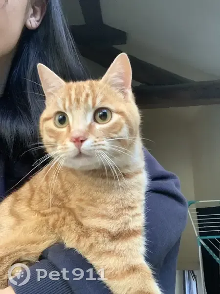 Chat dodue perdue à La Ferté-sous-Jouarre - photo