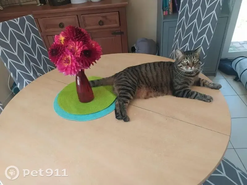Chatte tigrée perdue à Espinasse-Vozelle - photo