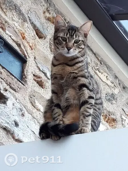 Jeune chat tigré perdu à Eaubonne - photo