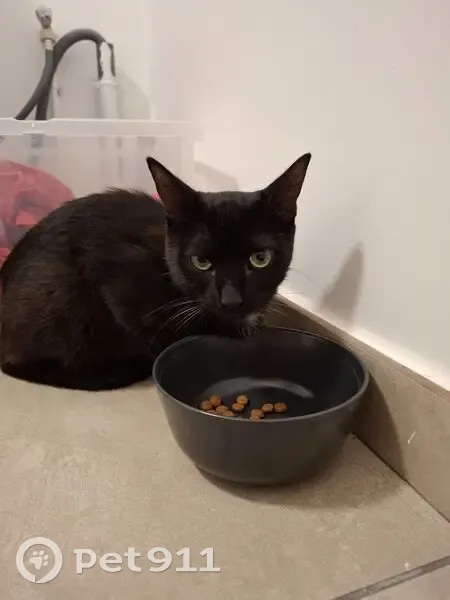 Chaton noir trouvé à Décines-Charpieu - photo