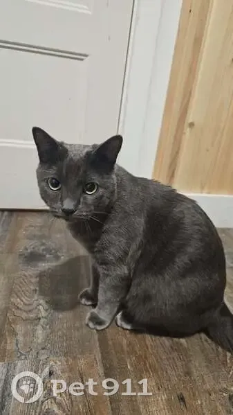 Lost Grey Cat: Green Eyes, 6th Ave, Port Alberni - photo