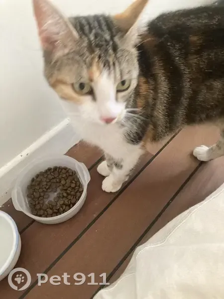 Chat écaille câlin trouvé, Rue du Bois - photo