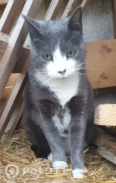 Chat perdu à Puilboreau : Litchi, 4 ans - photo