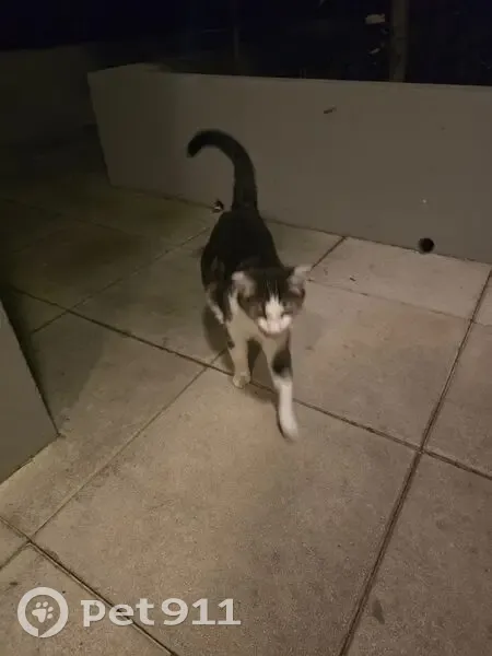 Chat gris et blanc trouvé à Lyon - photo