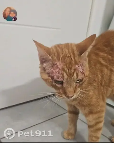 Chat roux amaigri trouvé à Chazay-d'Azergues - photo