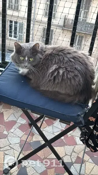 Chatte perdue, grise, timide, gentille - photo