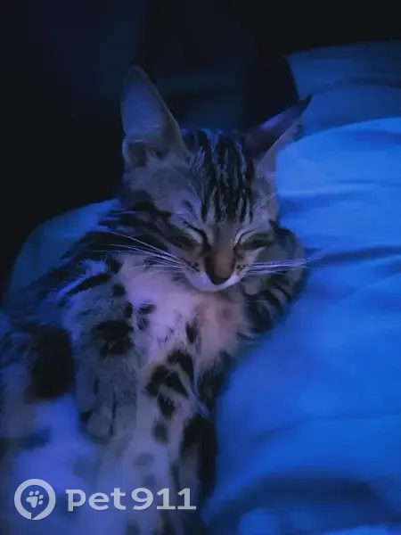 Chatte tigrée perdue, Draveil, vocale - photo