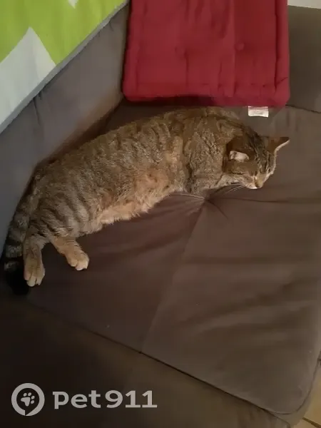 Sami, chat tigré perdu à Ségoufielle - photo