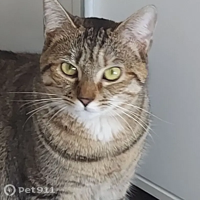 Chatte perdue Noisette à Saint-Cyr-l'École - photo