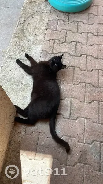 Chat noir peureux perdu à Vitrolles - photo