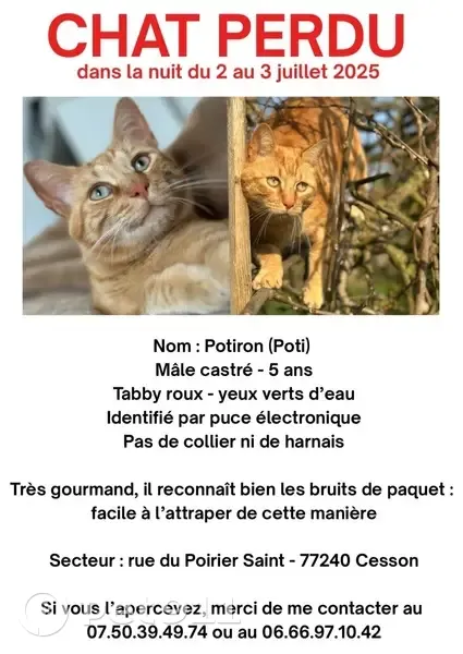 Chat perdu : sociable et gourmand - photo