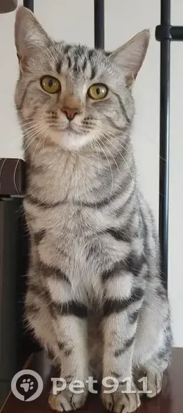 Chat perdu : mâle tigré gris, 4 ans, Aulnay - photo