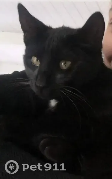 Chatte noire perdue à Courlaoux - photo