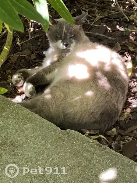 Chat perdu : Diabolo, siamois, collier cloche - photo