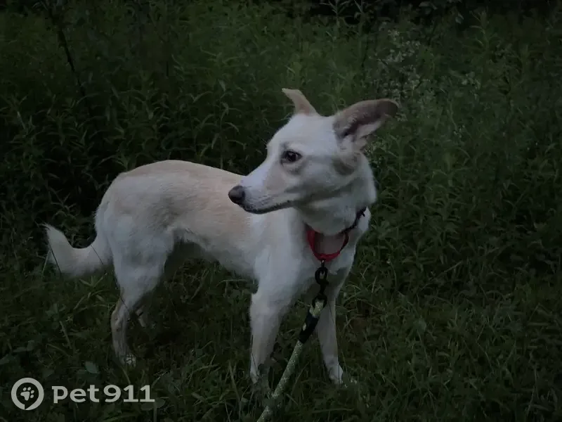 Skittish Whippet/Saluki Lost in Smyrna - photo