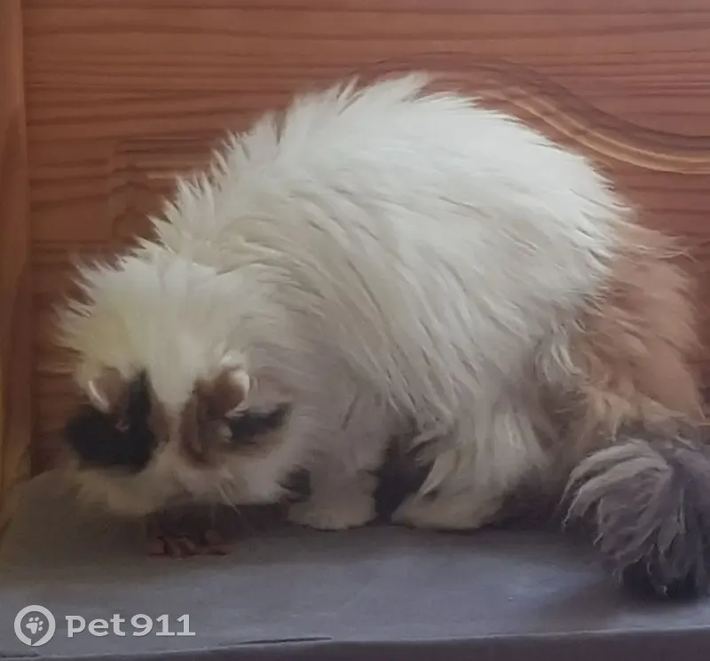 Perdue : Chatte Persan tricolore Châteauroux - photo