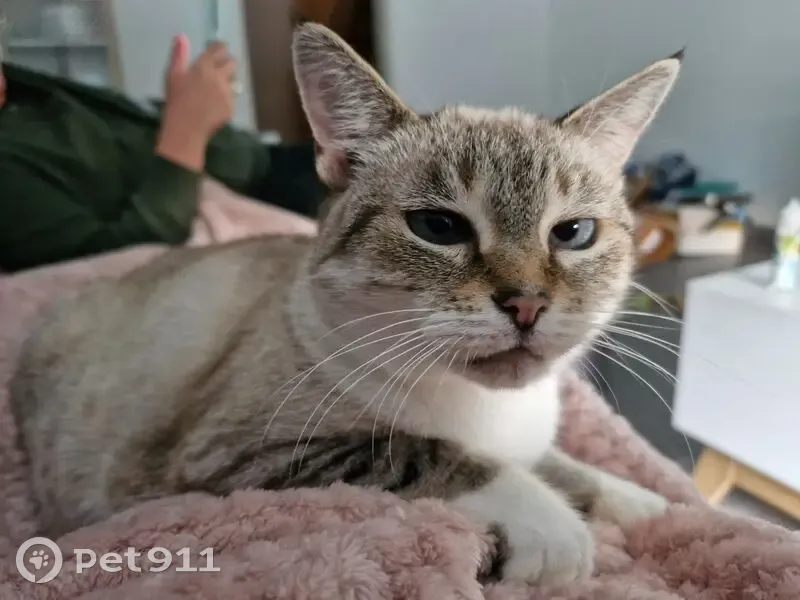 Chatte perdue à Fouesnant, type siamois - photo