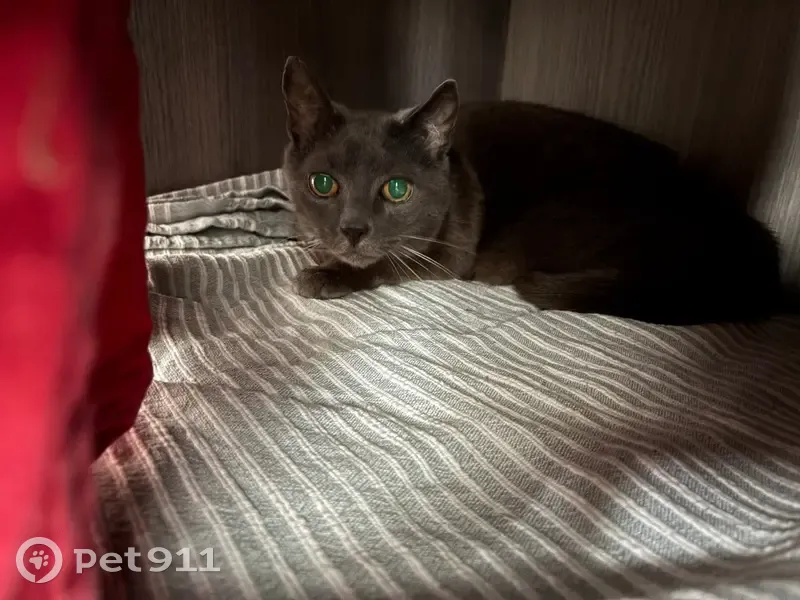 Chat gris perdu, yeux jaunes, Chamalières - photo