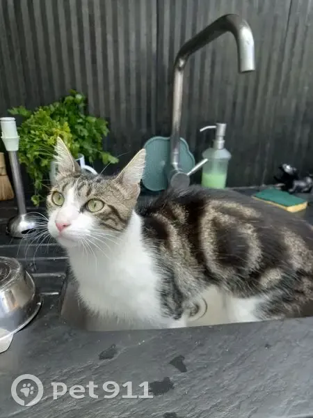 Chat perdu à Asnières, rue Albert de Mun - photo