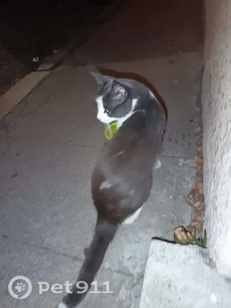 Chat trouvée Quai Laurens, oreilles abîmées - photo