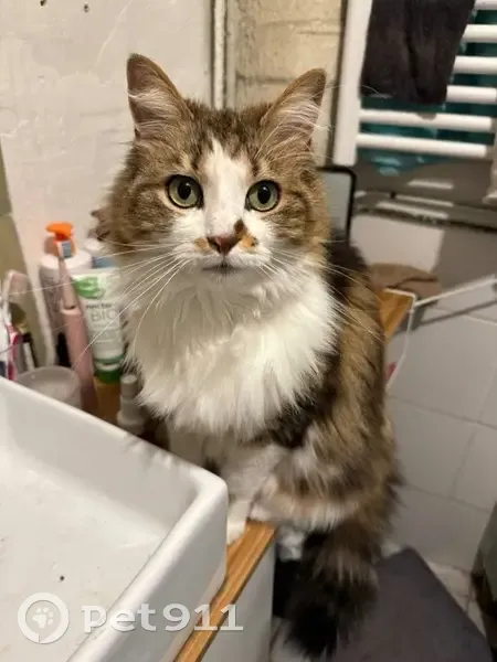 Chatte perdue, poil long, Maisons-Laffitte - photo
