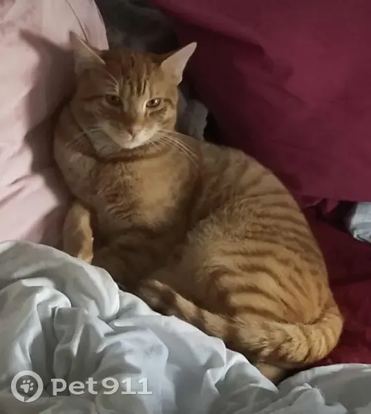 Chat roux tigré perdu à Yutz - photo