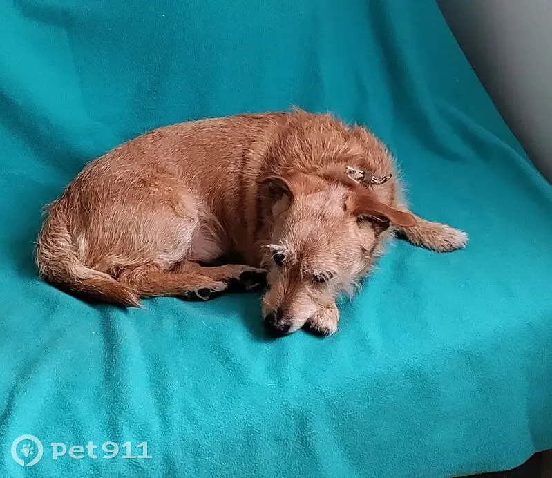 Chien perdu Roux, type Jack Russel, Muzillac - photo