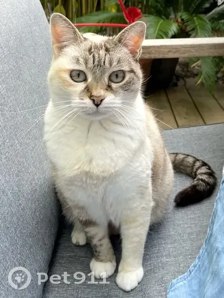 Chatte perdue, crème multicolore, yeux bleus - photo