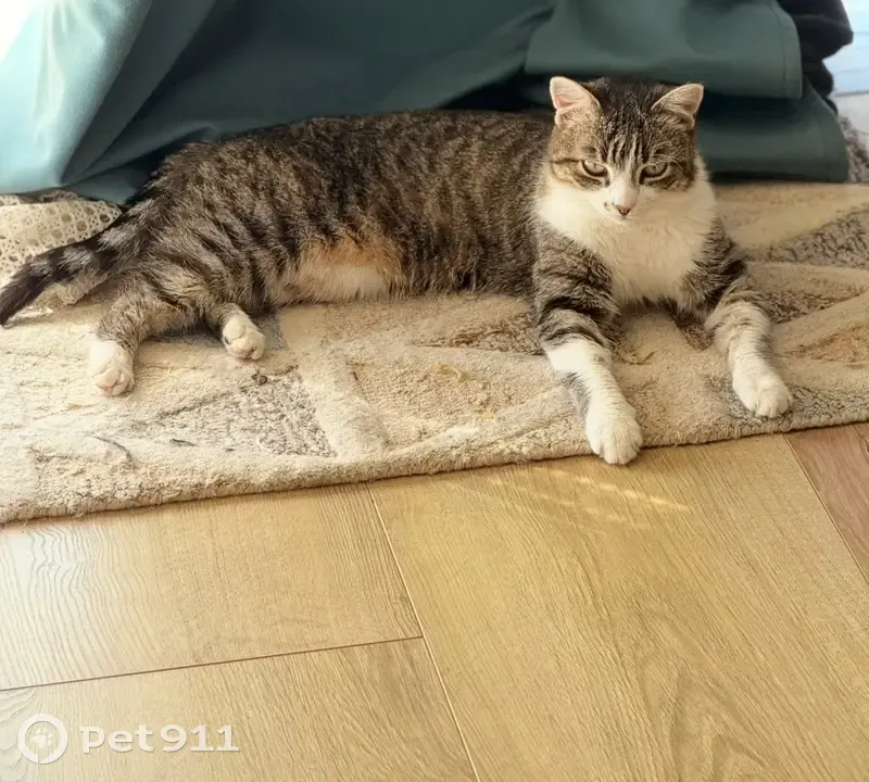 Chatte épileptique Chanelle perdue à Seclin - photo
