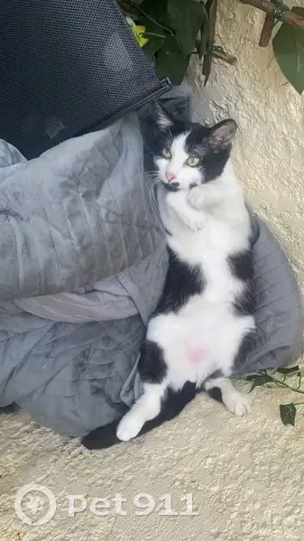 Chat perdu : Cookie, 2 ans, Rue d'Issenghien - photo