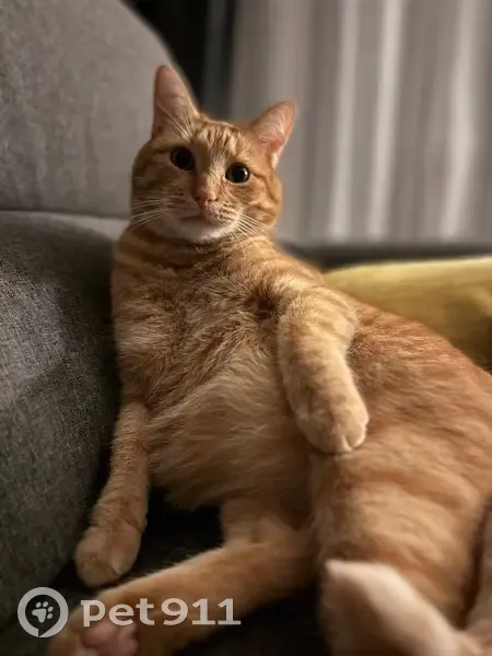 Chat roux perdu, peureux, Fismes - photo