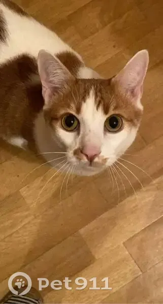 Chat roux perdu, surnom 