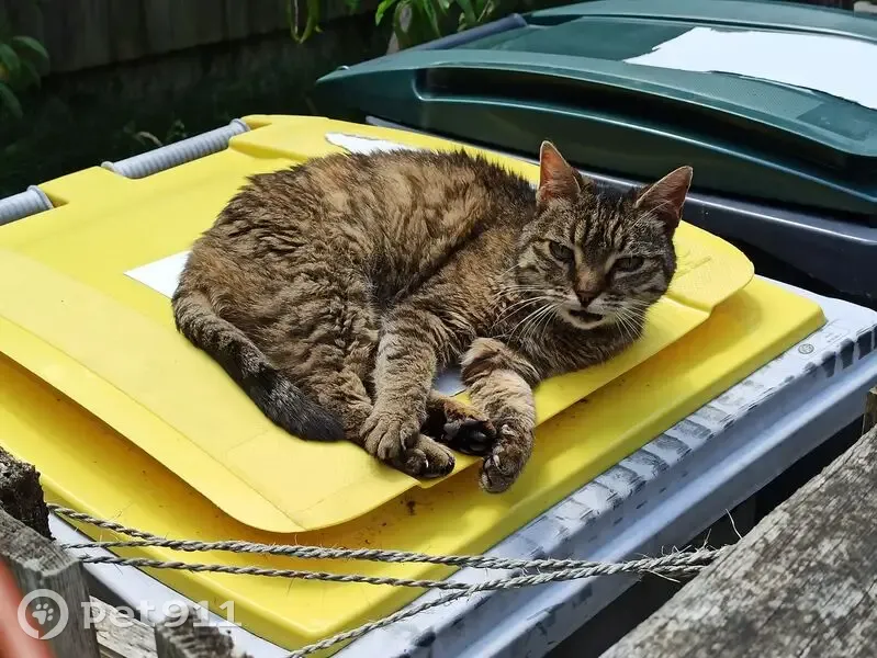 Chat trouvé à Vern-sur-Seiche - photo