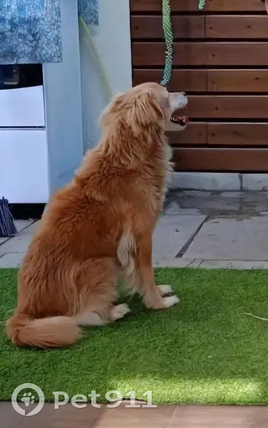 Cachorro perdido Fêmea (brl001147) - photo