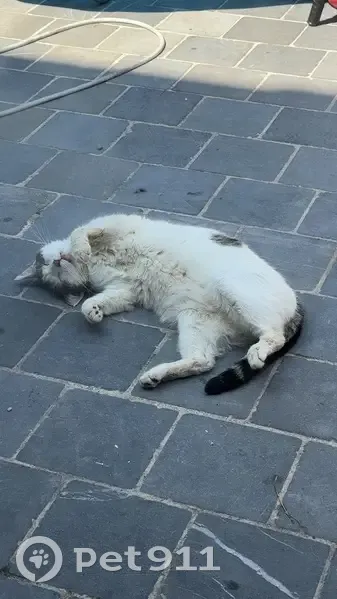 Chat perdue, tache jaune, Rue de Moscou - photo