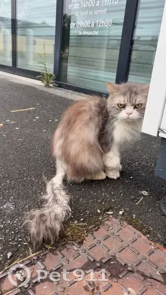 Chat trouvée maigre et sale à Amagne - photo