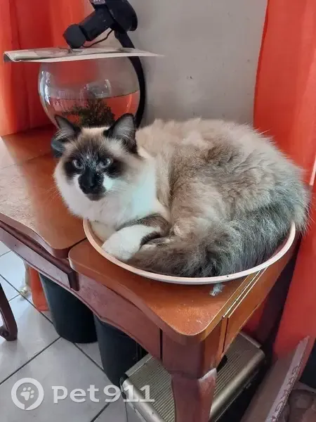 Chat siamois perdu à Paimbœuf - photo