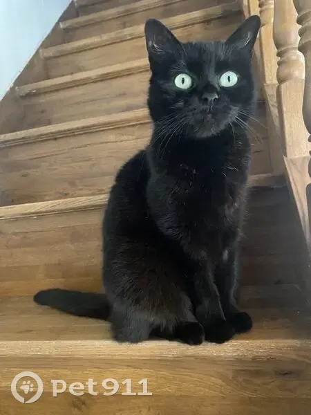 Chat perdue, femelle noire 12 ans, Bévillers - photo